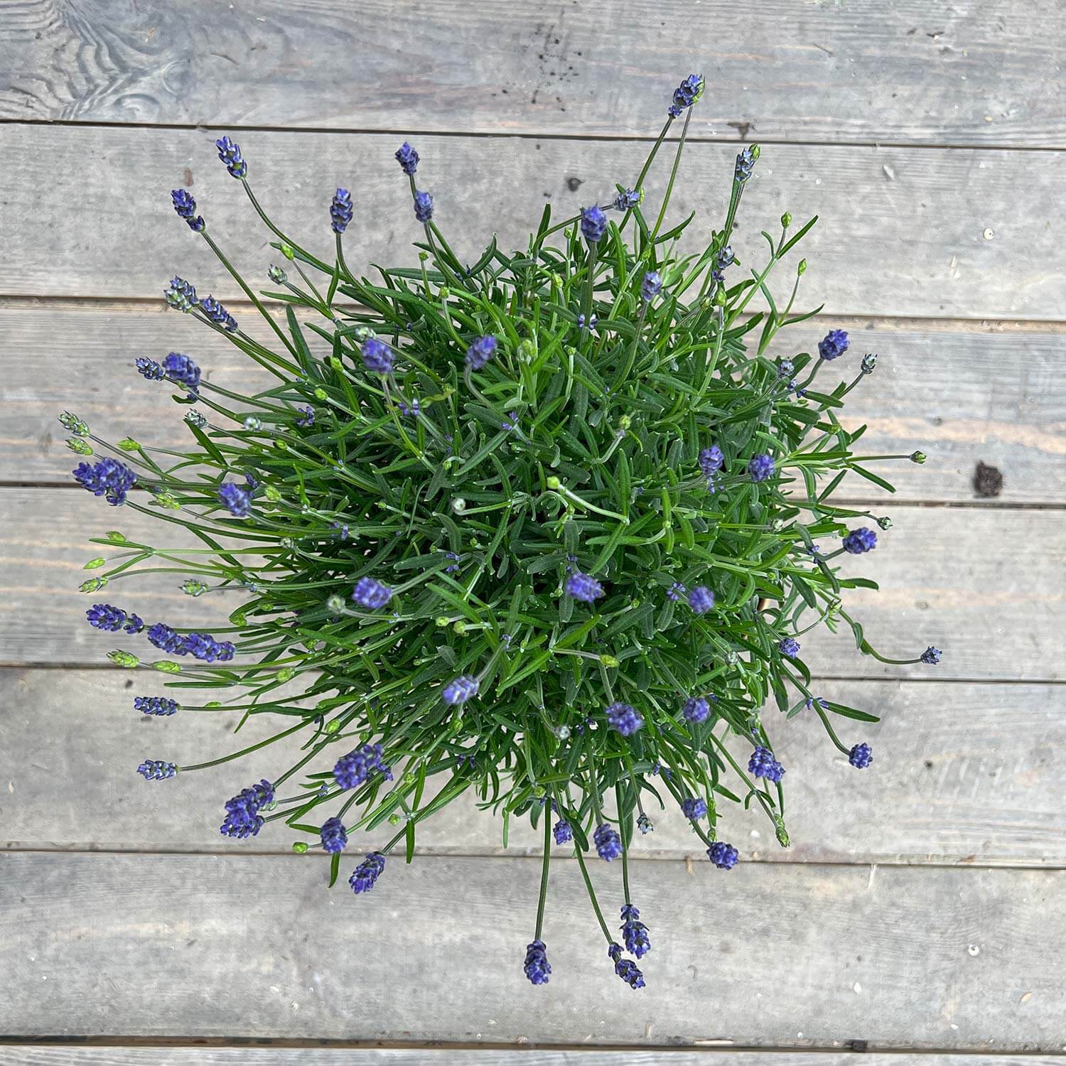 Lavendel "Larissa"