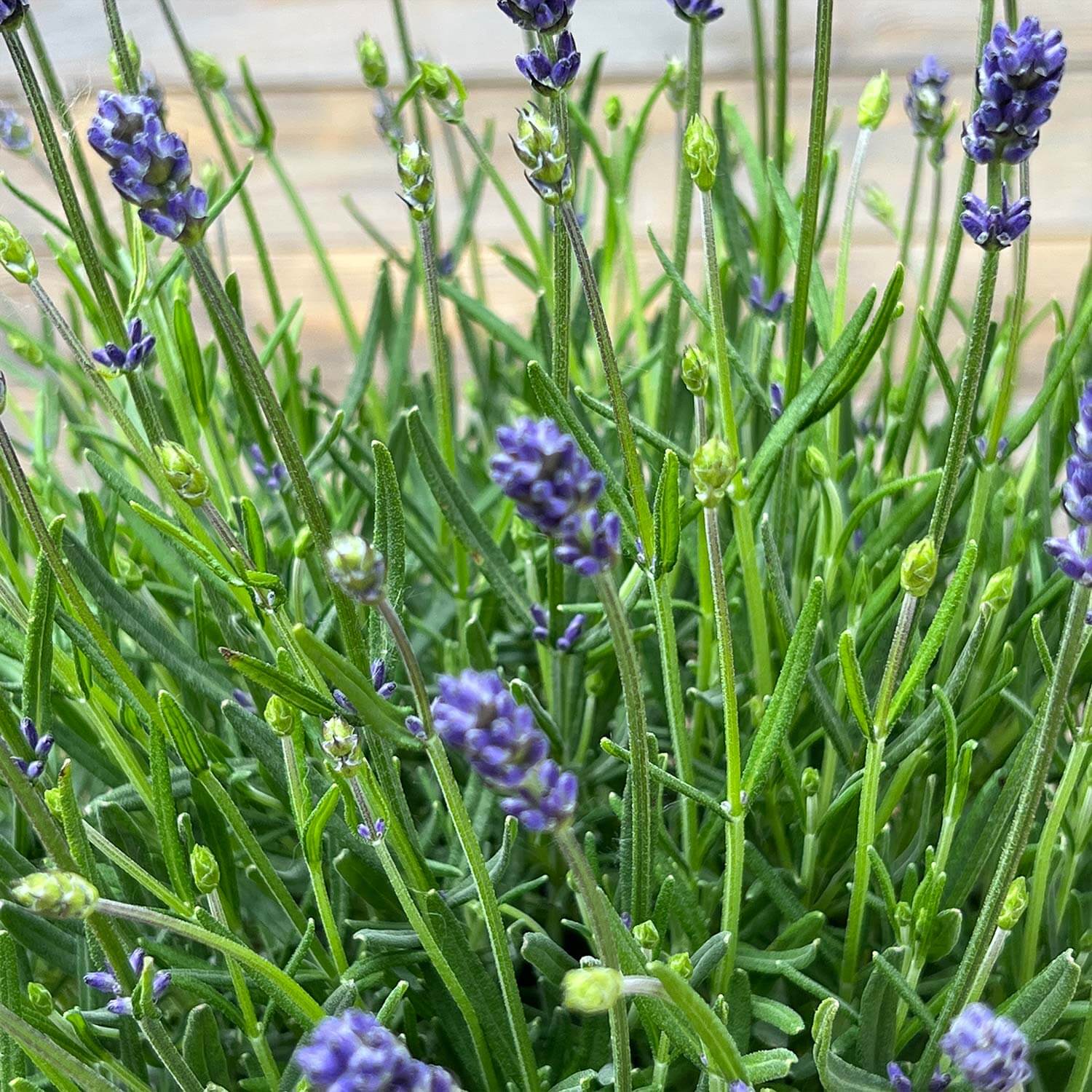 Lavendel "Larissa"