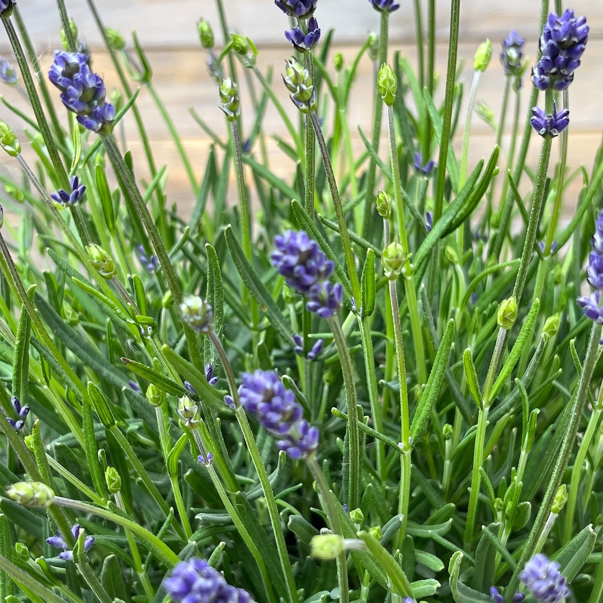 Lavendel "Larissa"