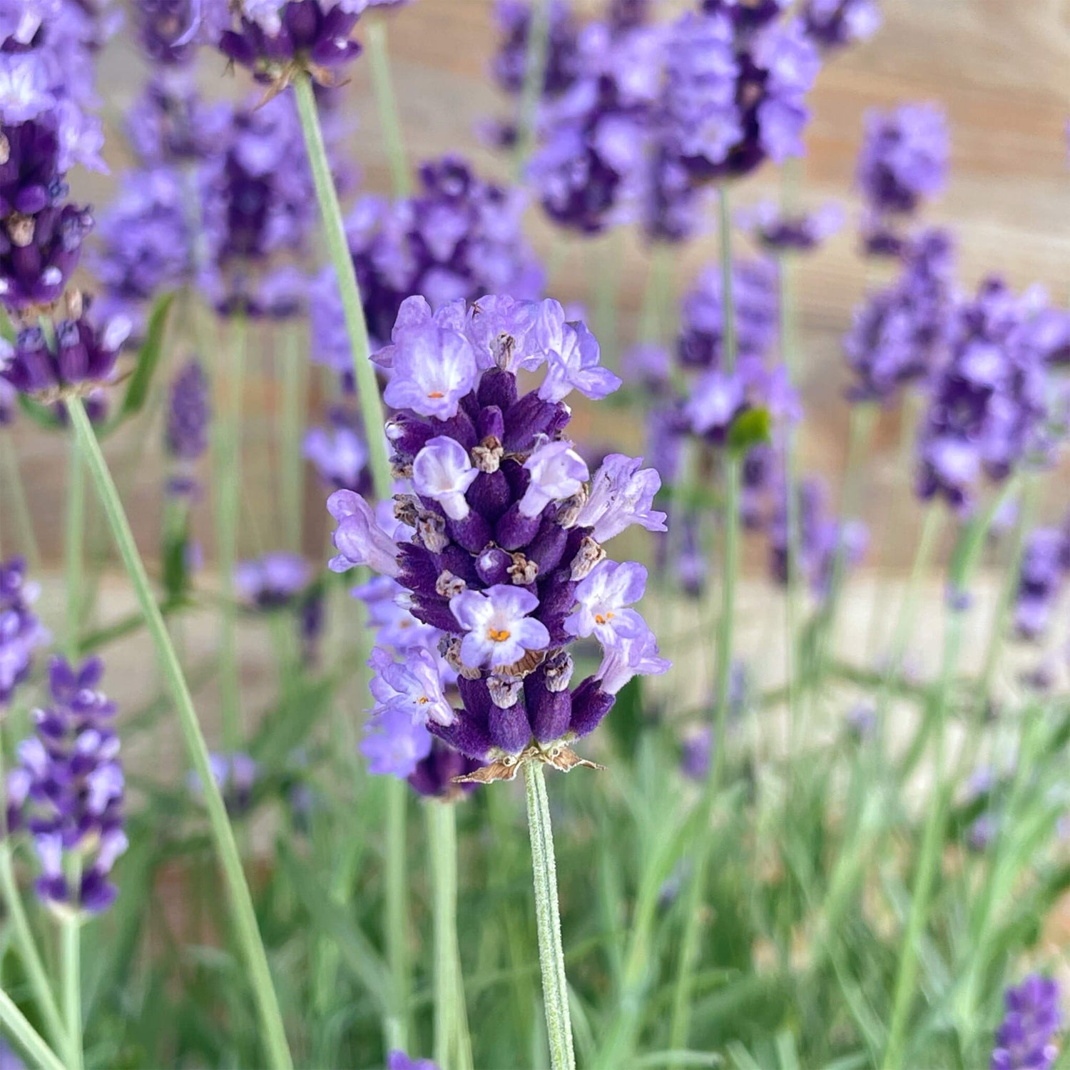 Lavendel "Larissa"
