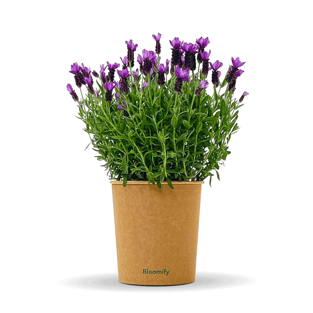 Lavendel "Lasse"