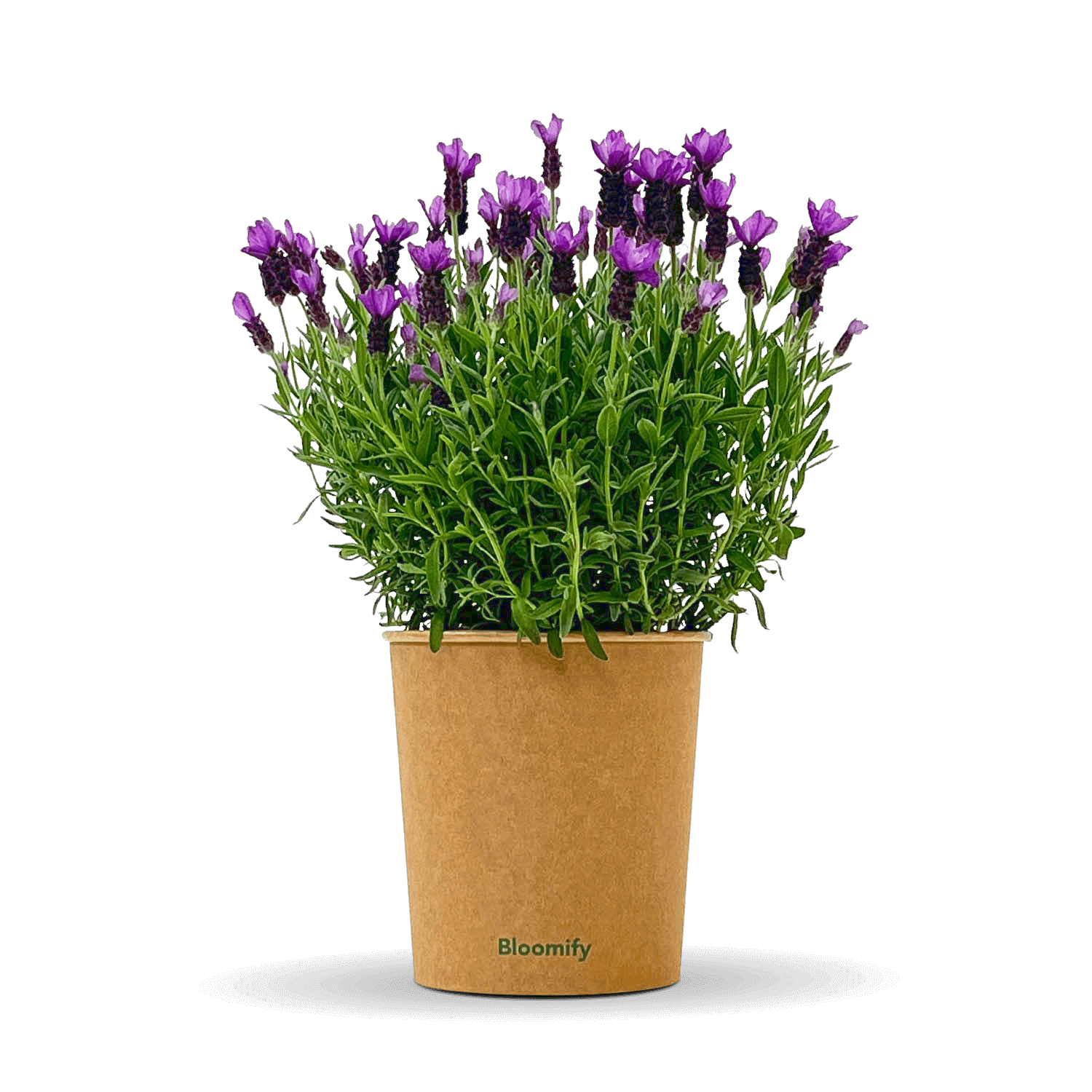 Lavendel "Lasse"