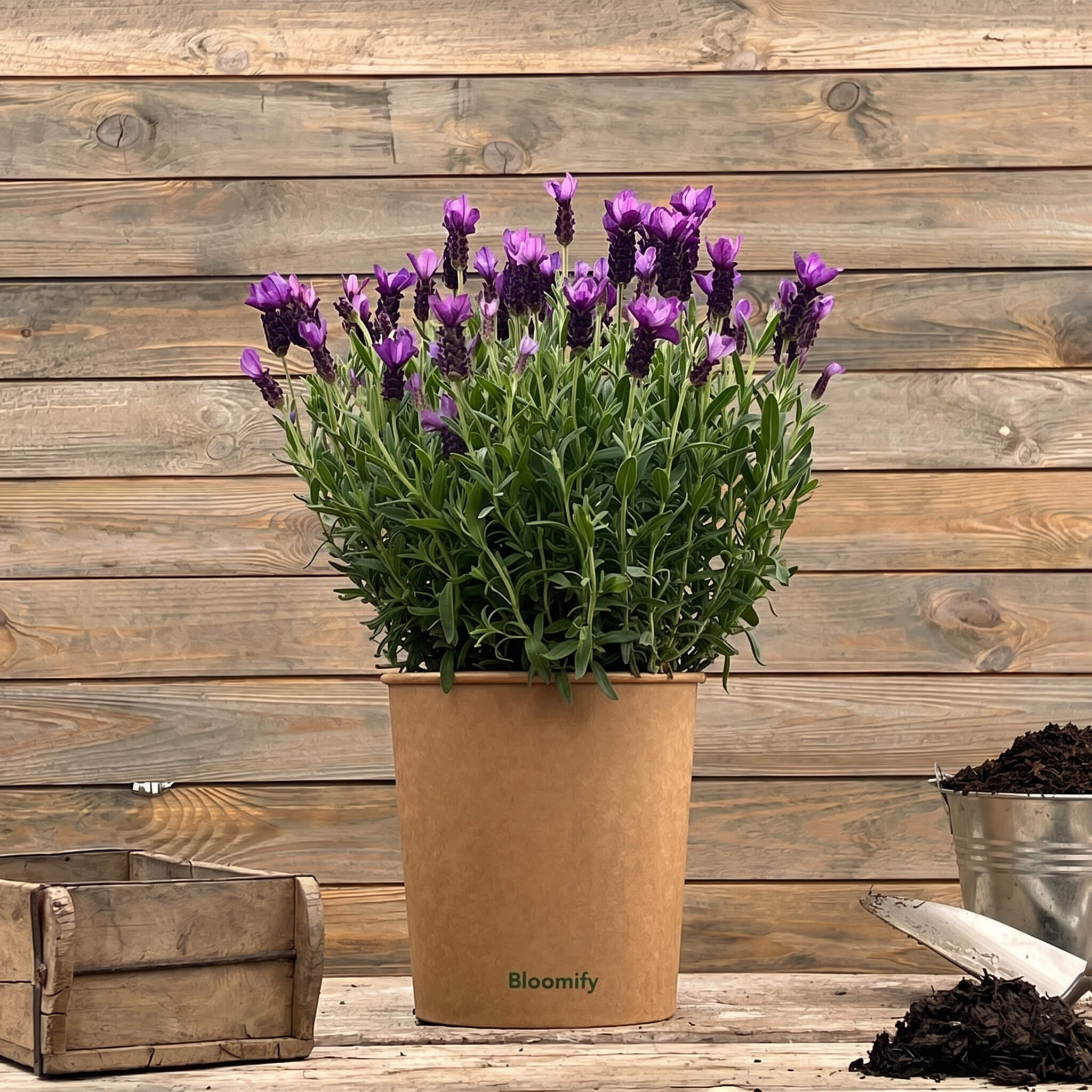 Lavendel "Lasse"