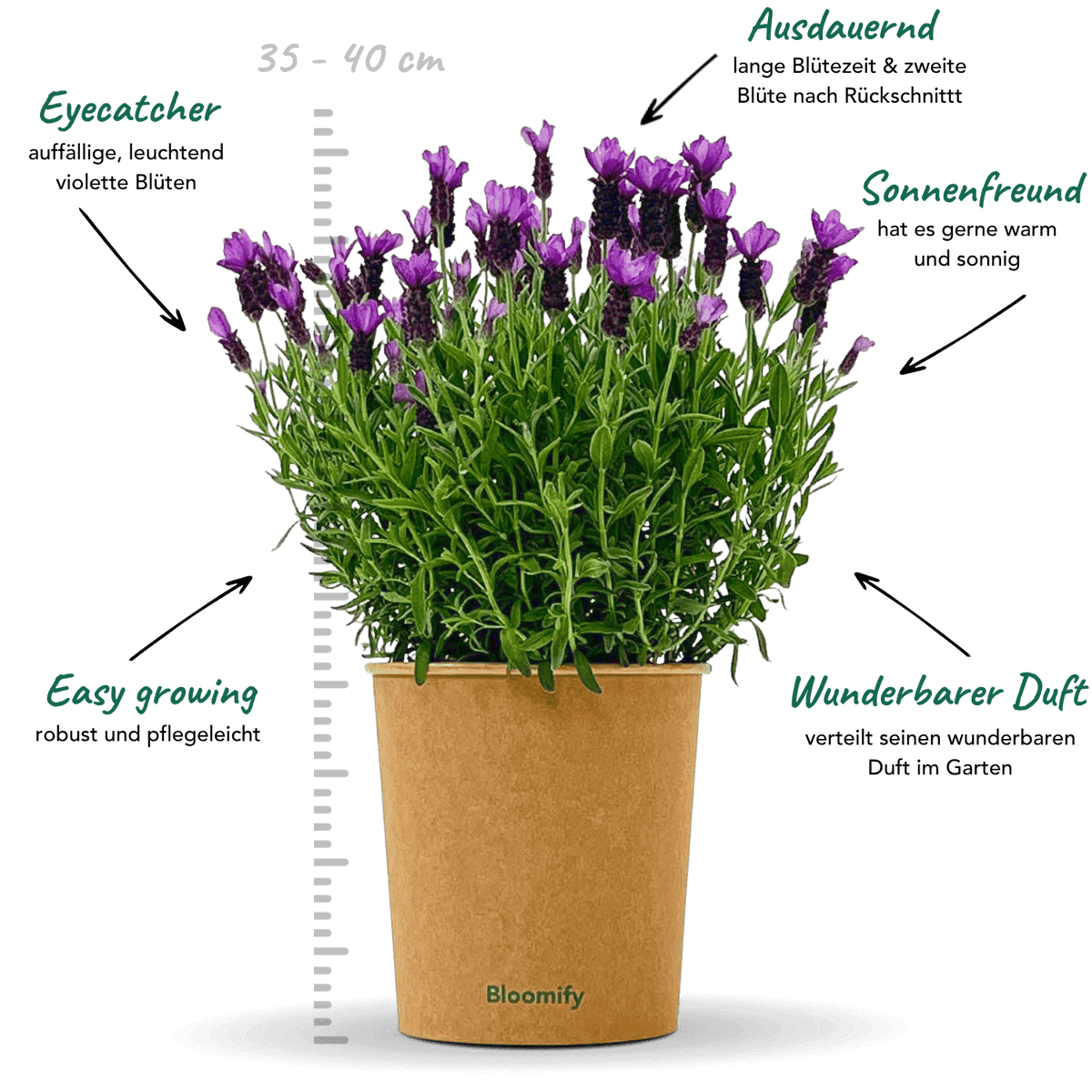 Lavendel "Lasse"