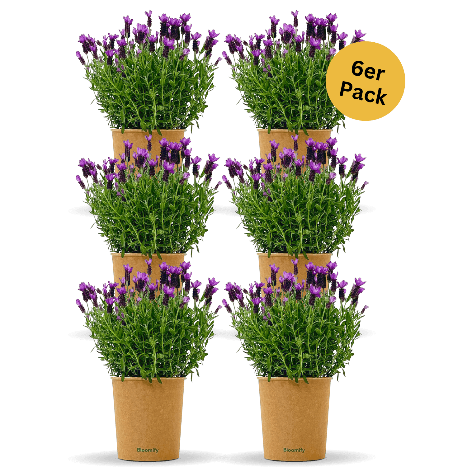 6 x Lavendel "Lasse"