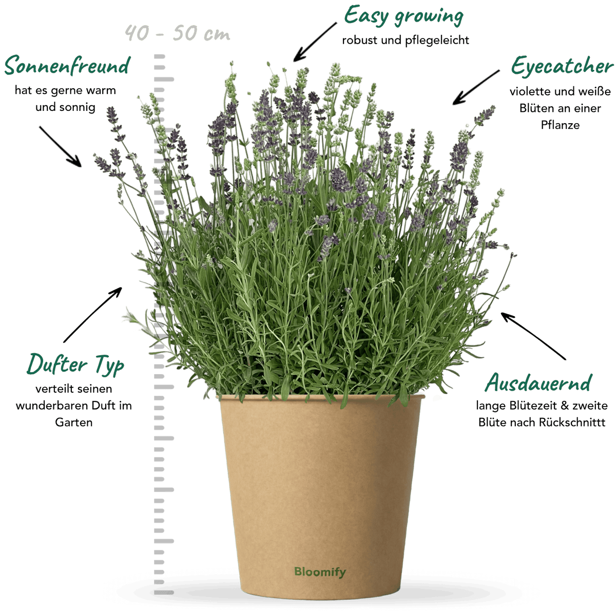 Lavendel "Lara"