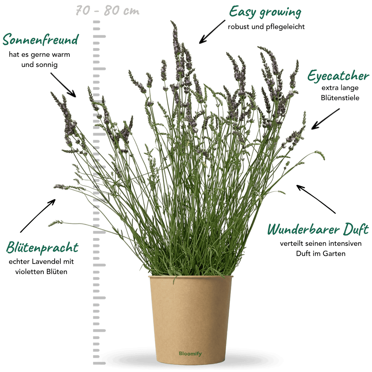 Lavendel "Lars"