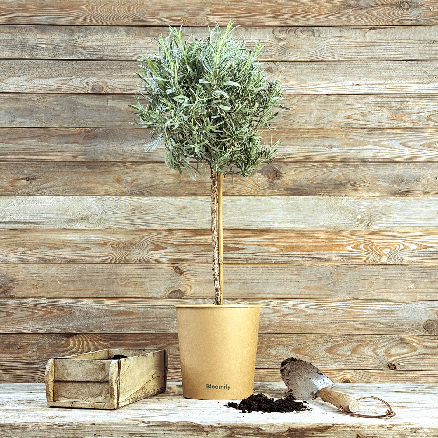 Lavendel Stämmchen "Lea"