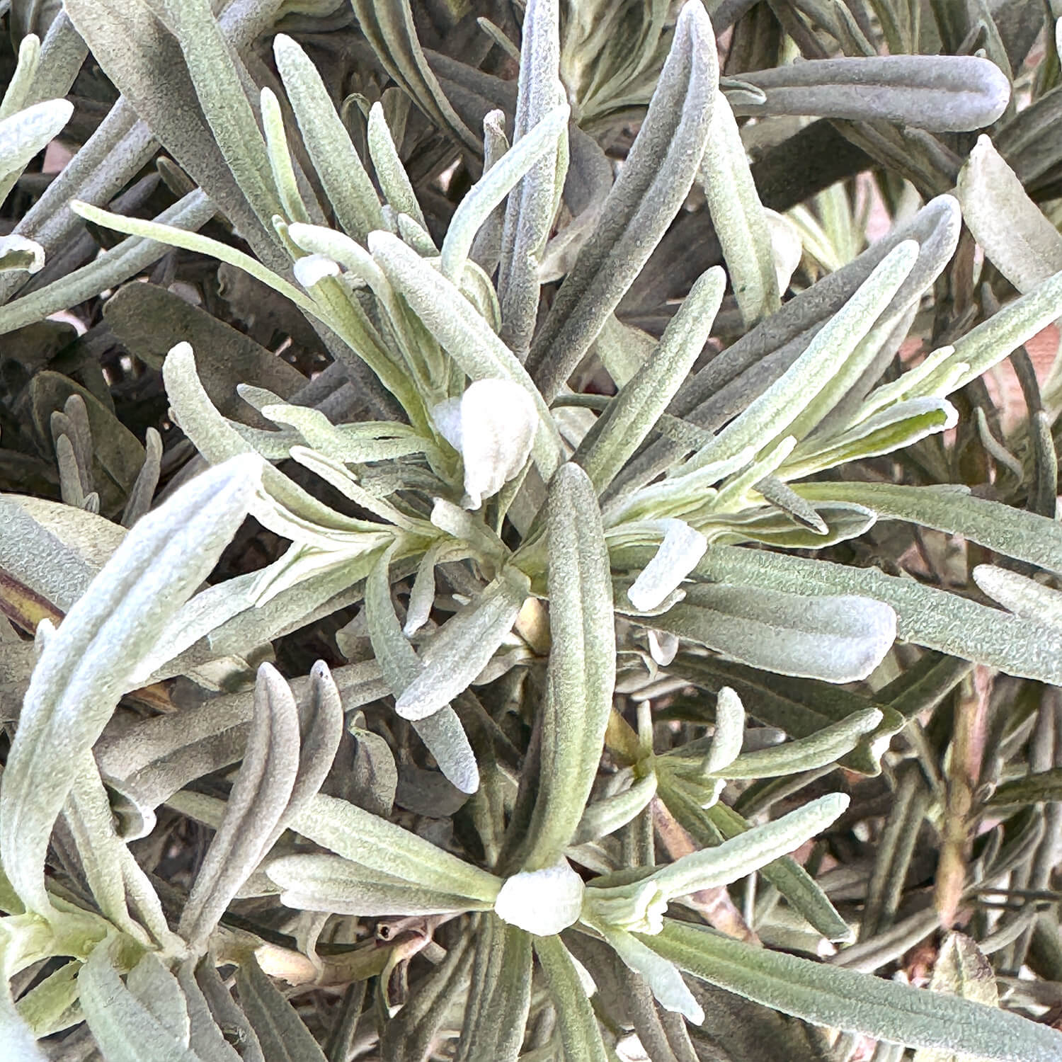 Lavendel Stämmchen "Lea"