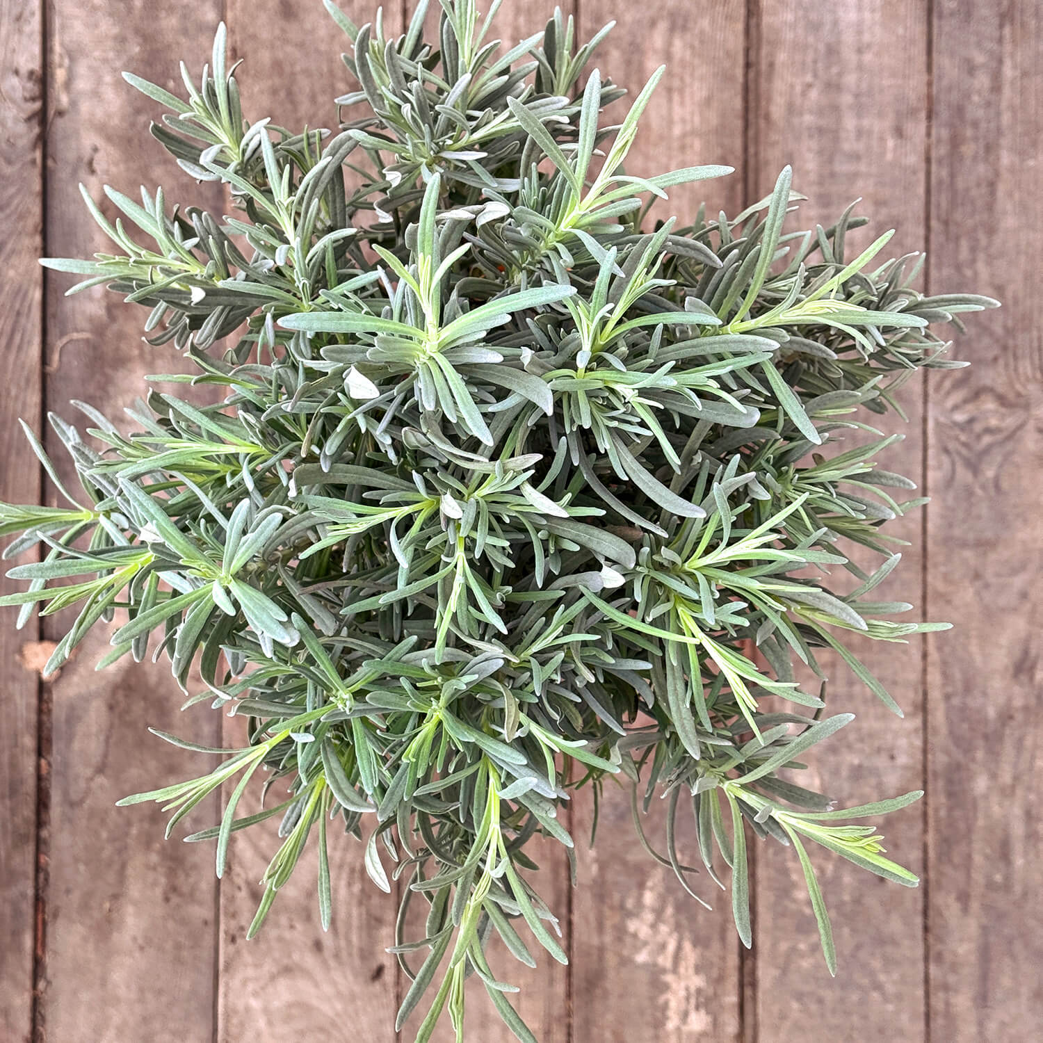 Lavendel Stämmchen "Lea"