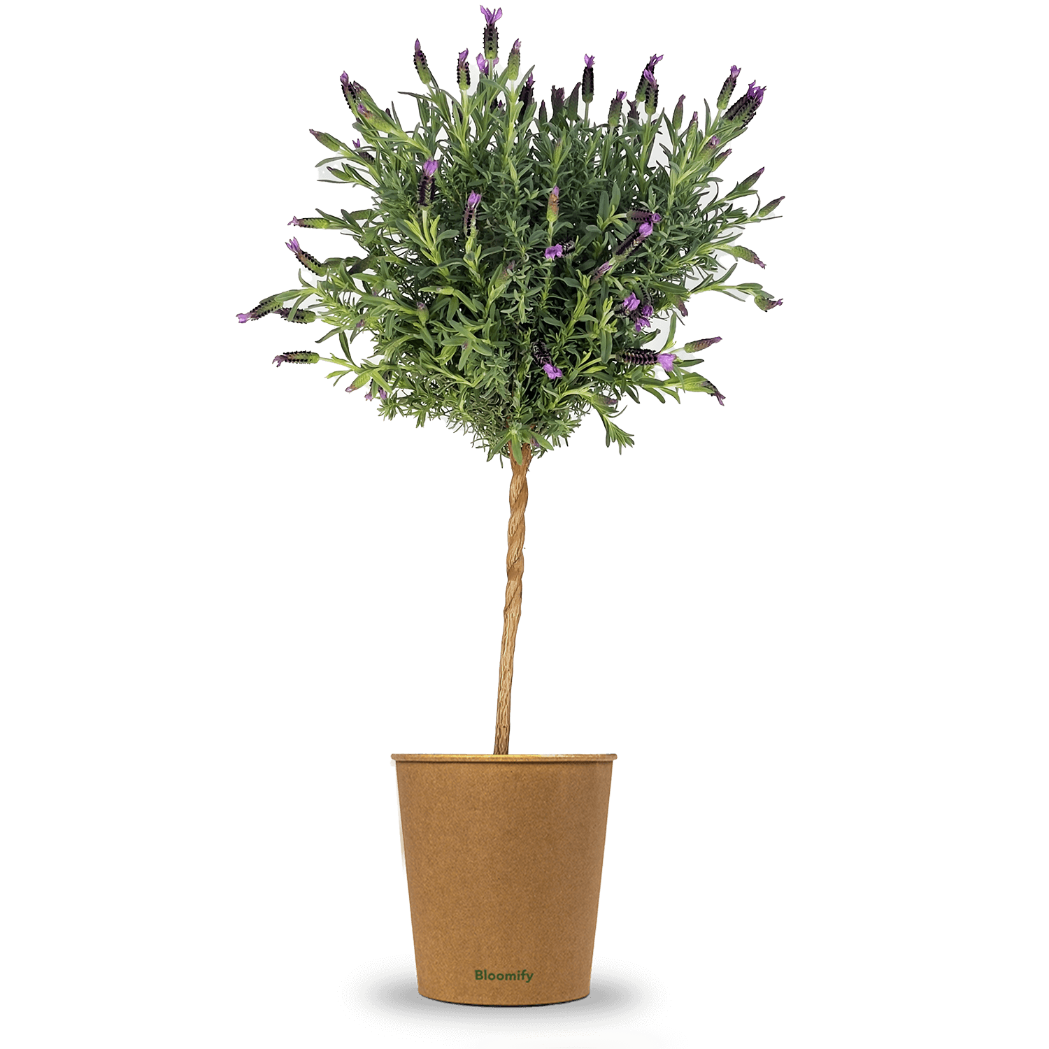 Lavendel „Lavinia“ – Lavendelpflanze in Gärtnerqualität kaufen