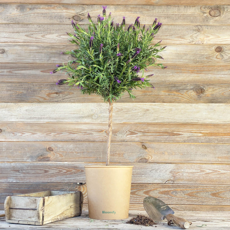 Lavendel "Lavinia"