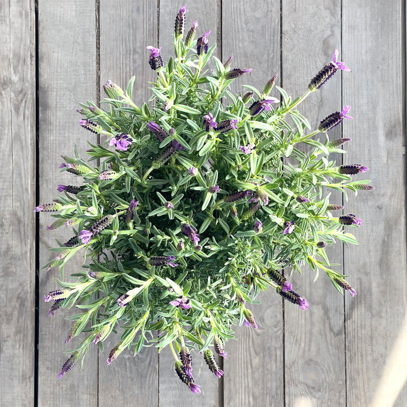 Lavendel "Lavinia"