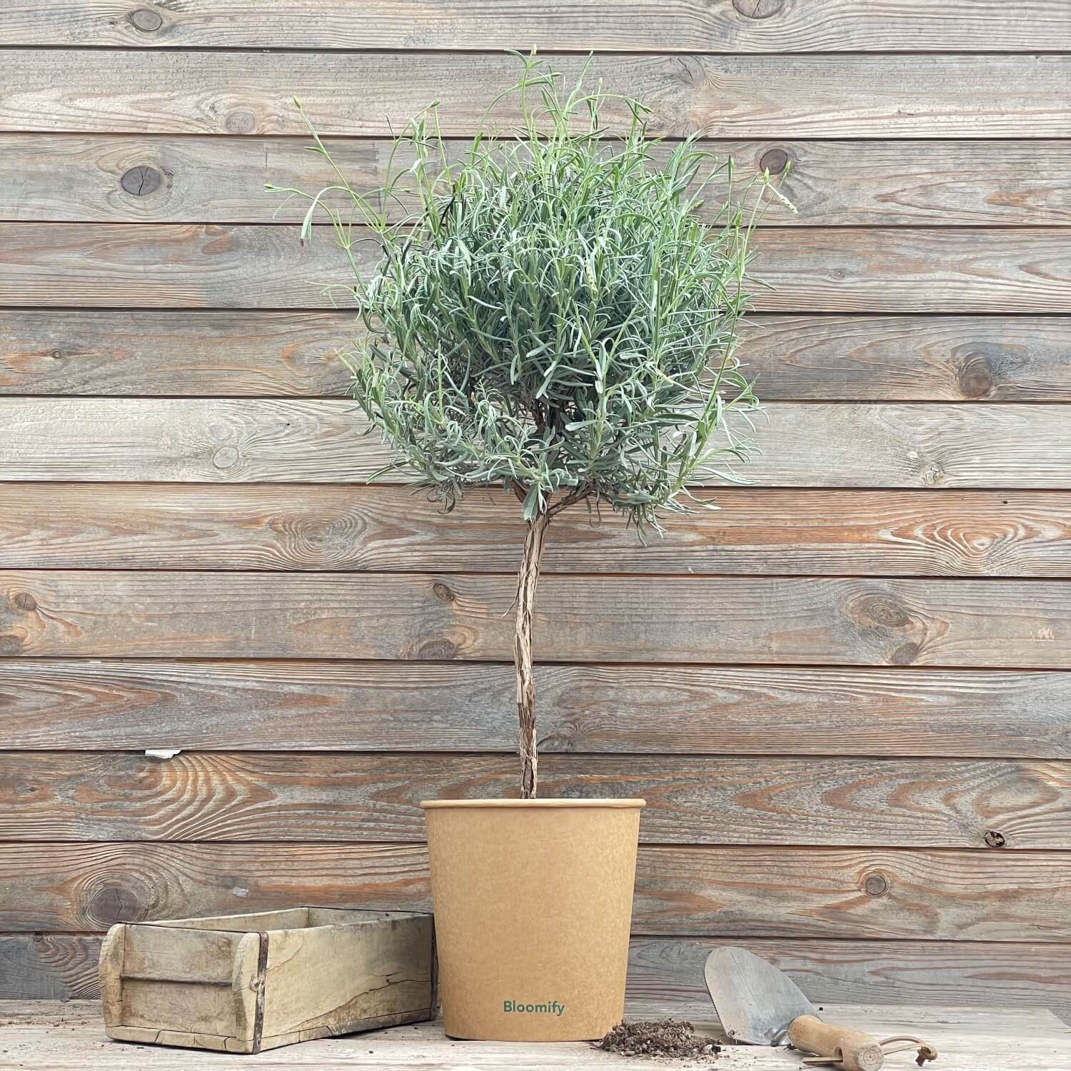 (B-Qualität) Lavendel Stämmchen "Lea"