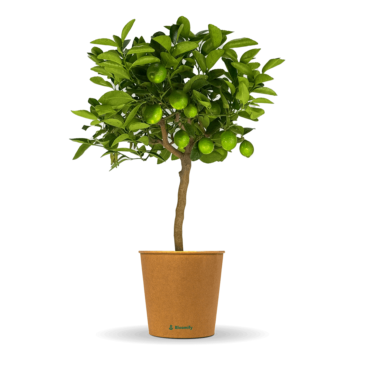 Limettenbaum 