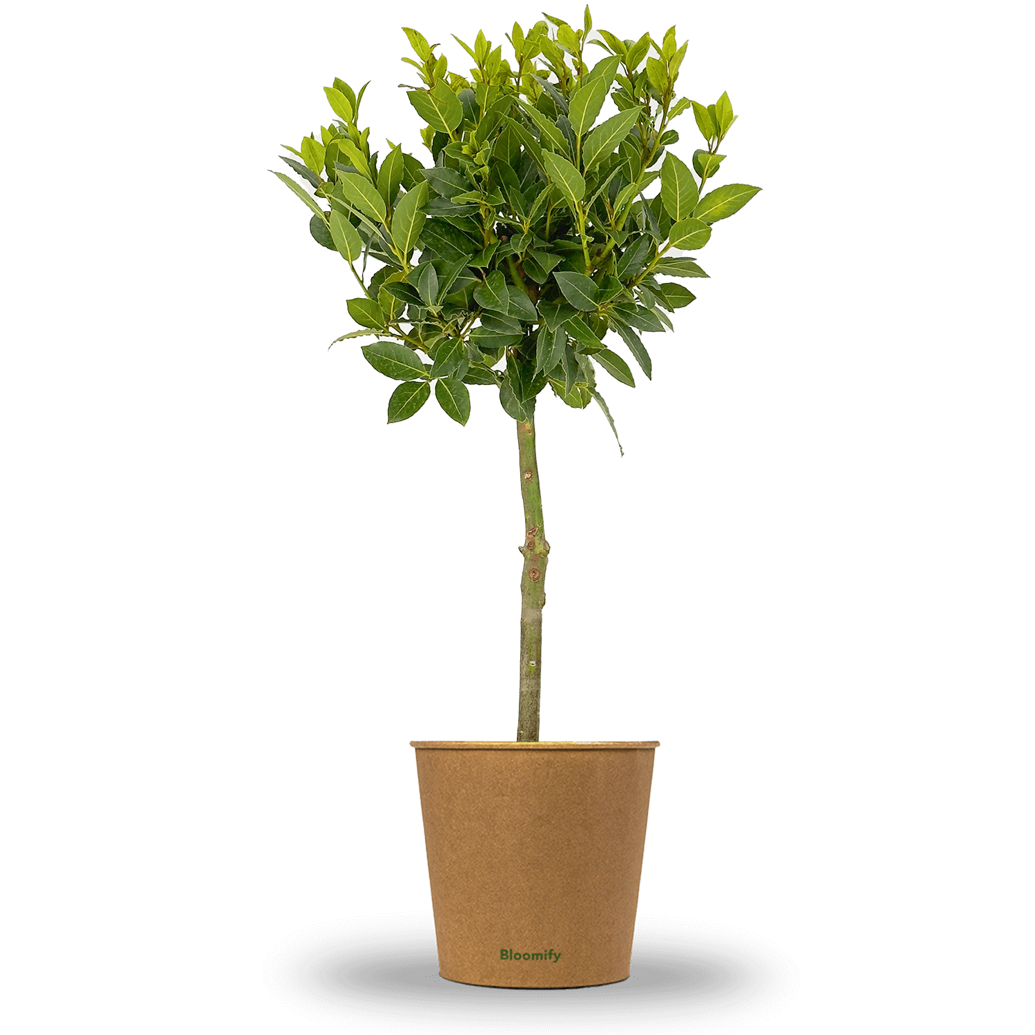 Lorbeer "Lothar“ – Lorbeerbaum in Gärtnerqualität kaufen Lorbeer "Lothar“ – Lorbeerbaum in Gärtnerqualität kaufen