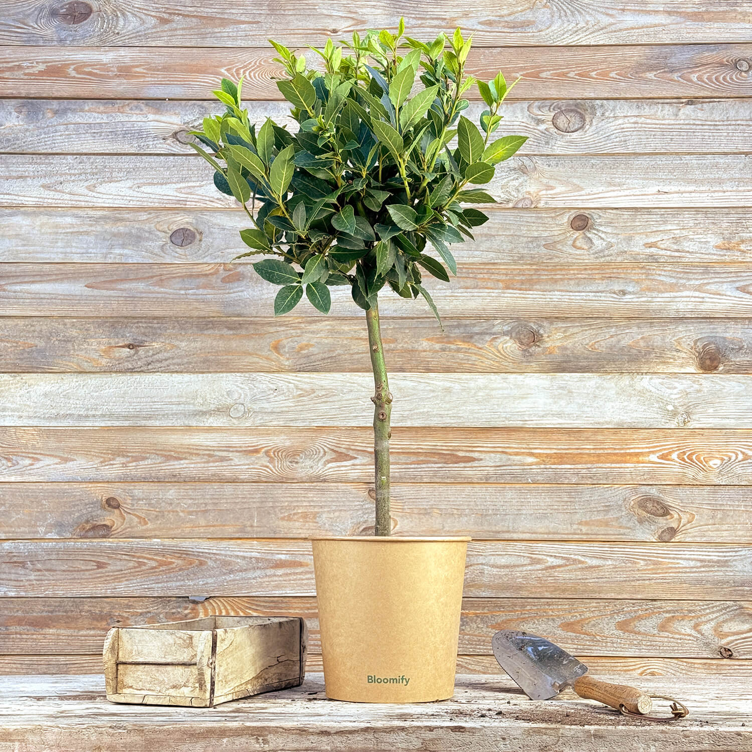 Lorbeer Stamm "Lothar"