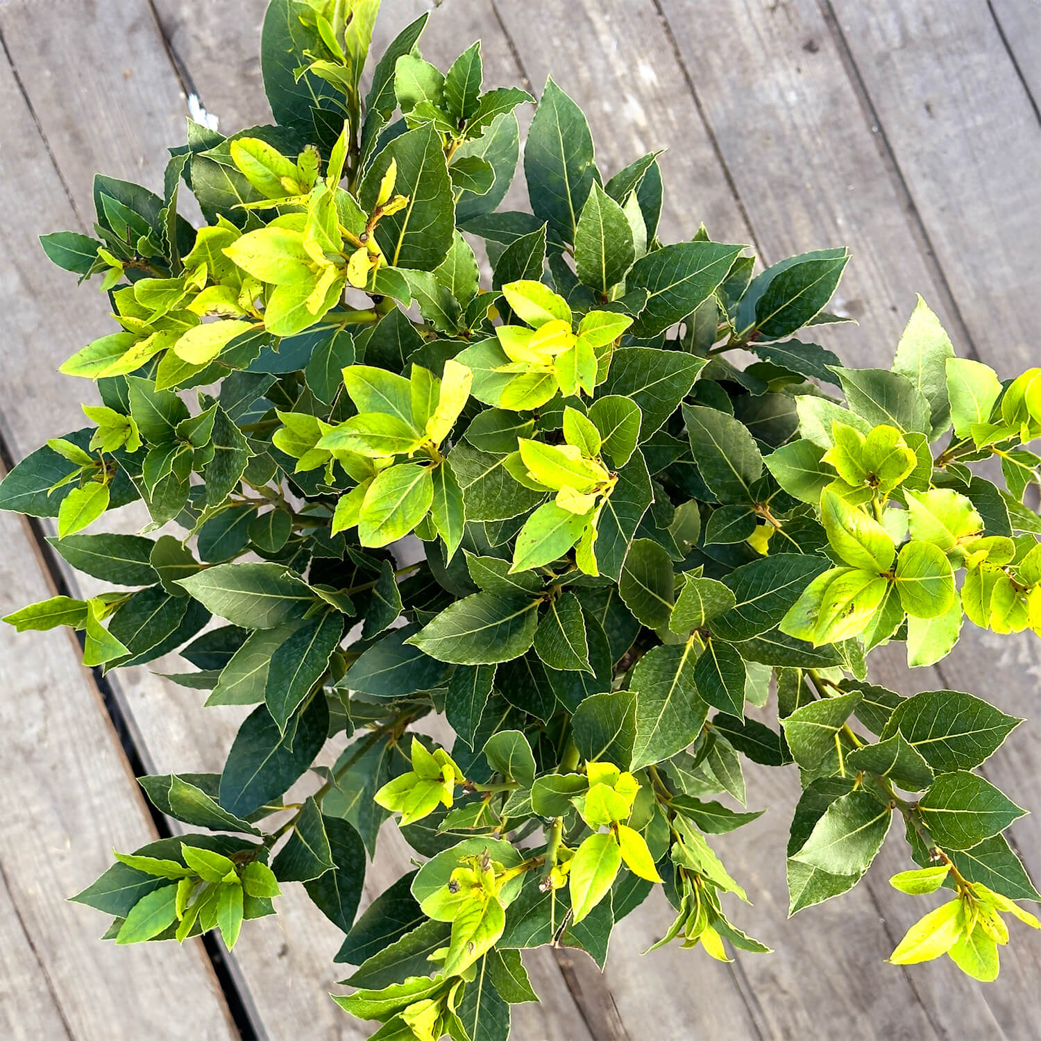 Lorbeer Stamm "Lothar"