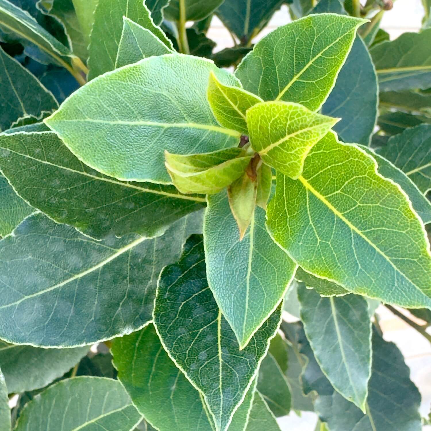 Lorbeer Stamm "Lothar"