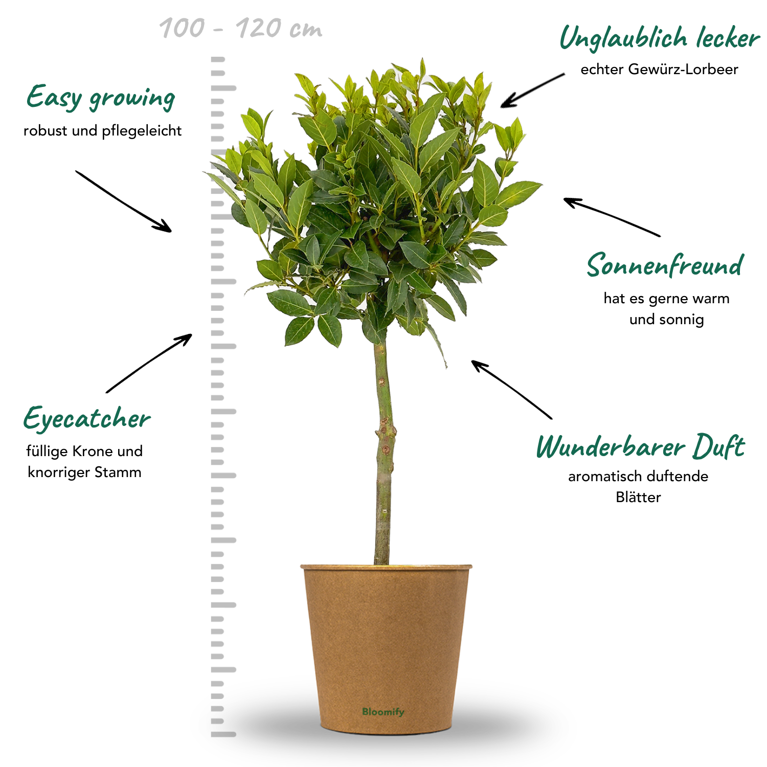 Lorbeer Stamm "Lothar"