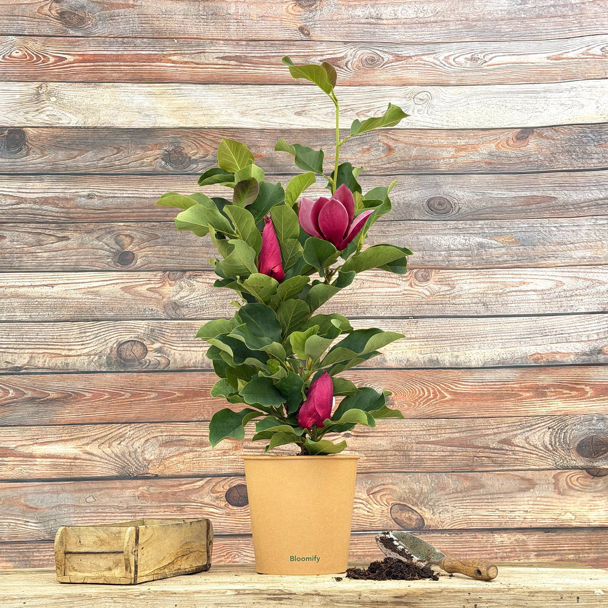 Magnolie "Malea"