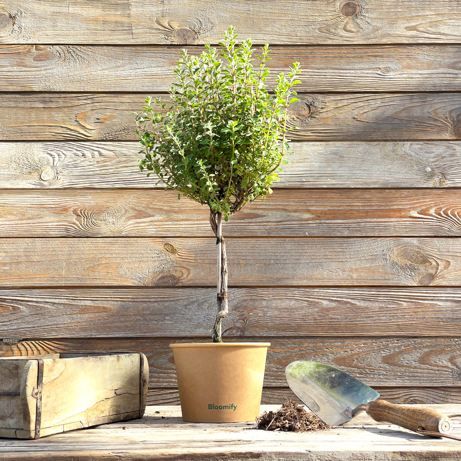 Majoran Stämmchen "Majorie"