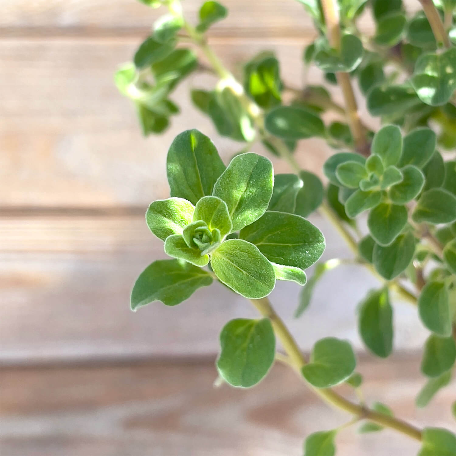 Majoran Stämmchen "Majorie"