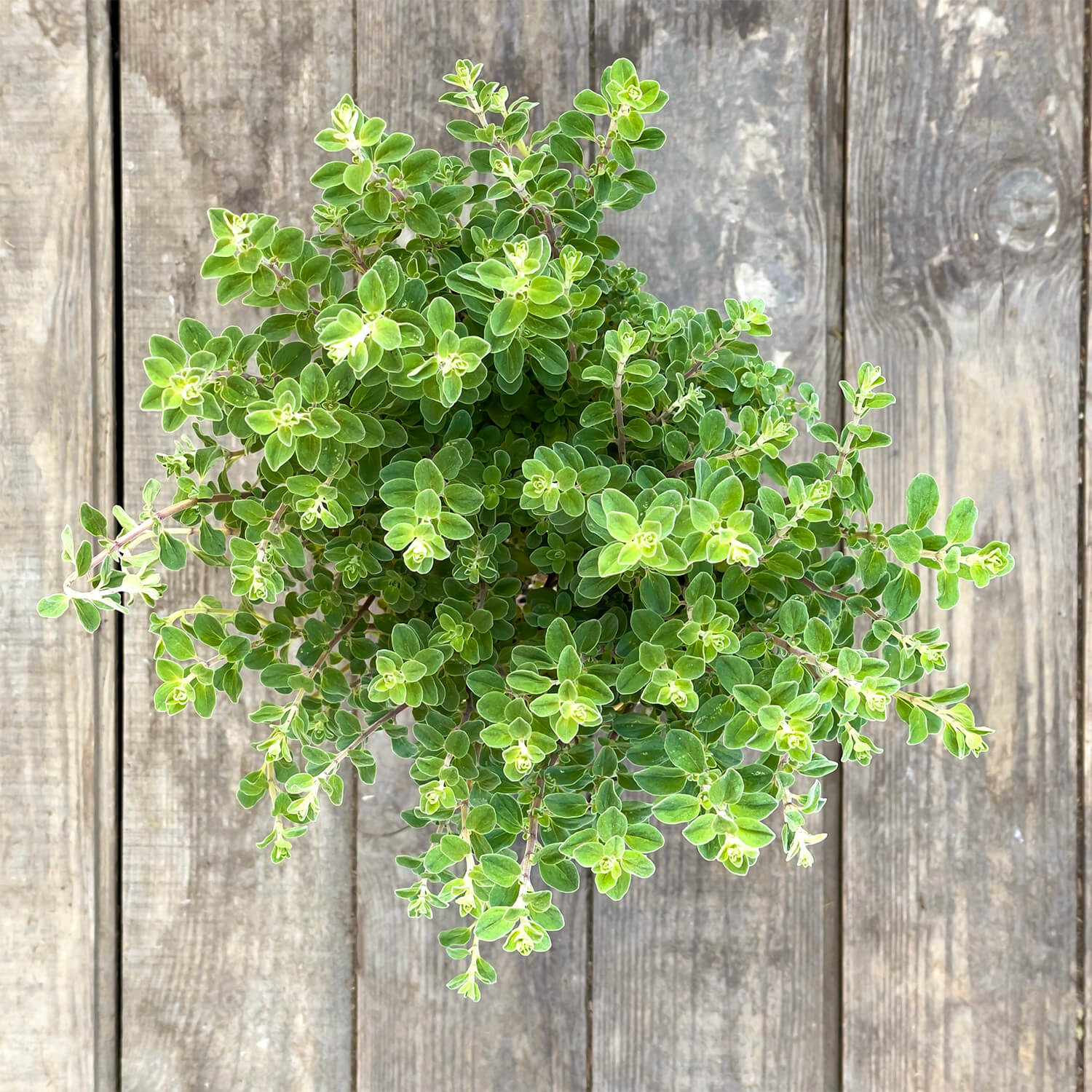 Majoran Stämmchen "Majorie"