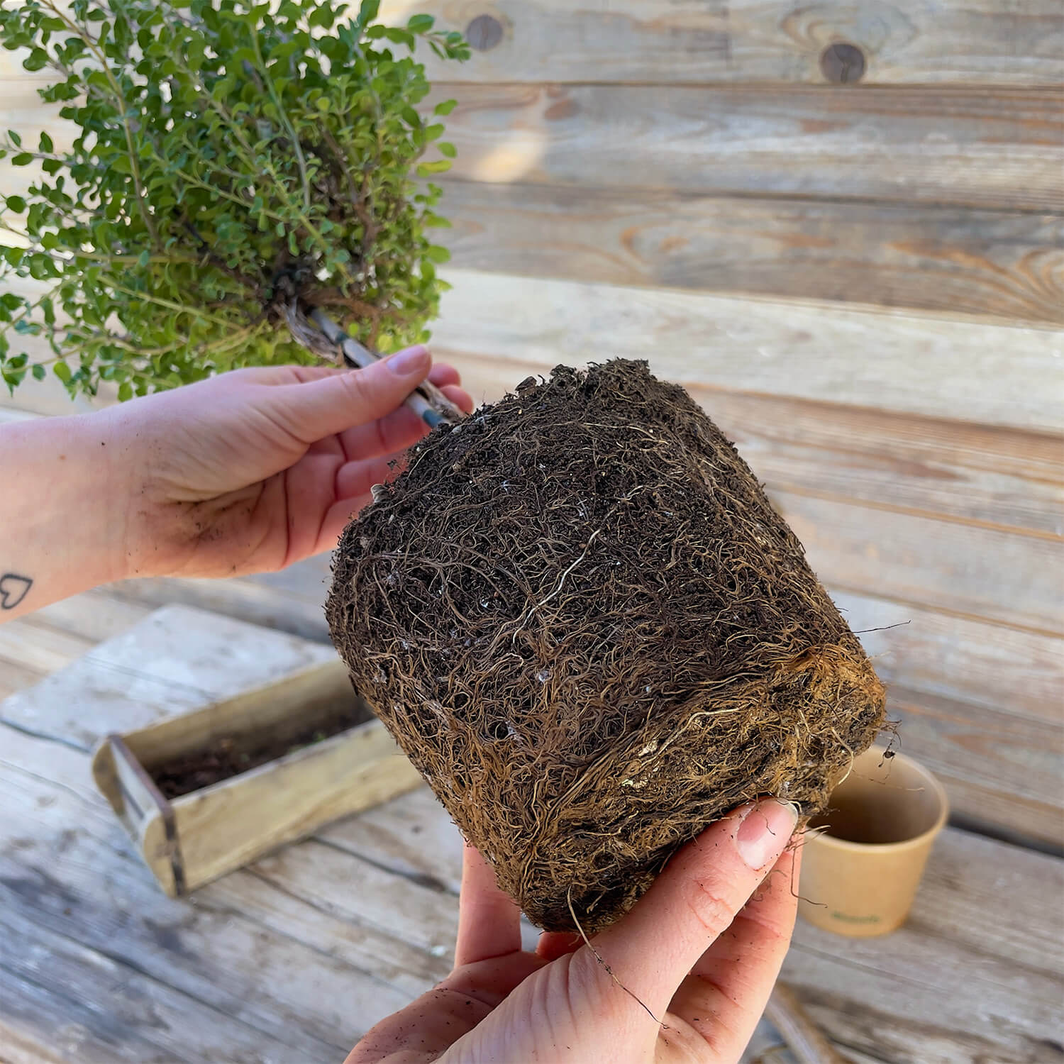 Majoran Stämmchen "Majorie"