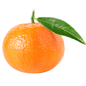 Mandarine "Manfred"