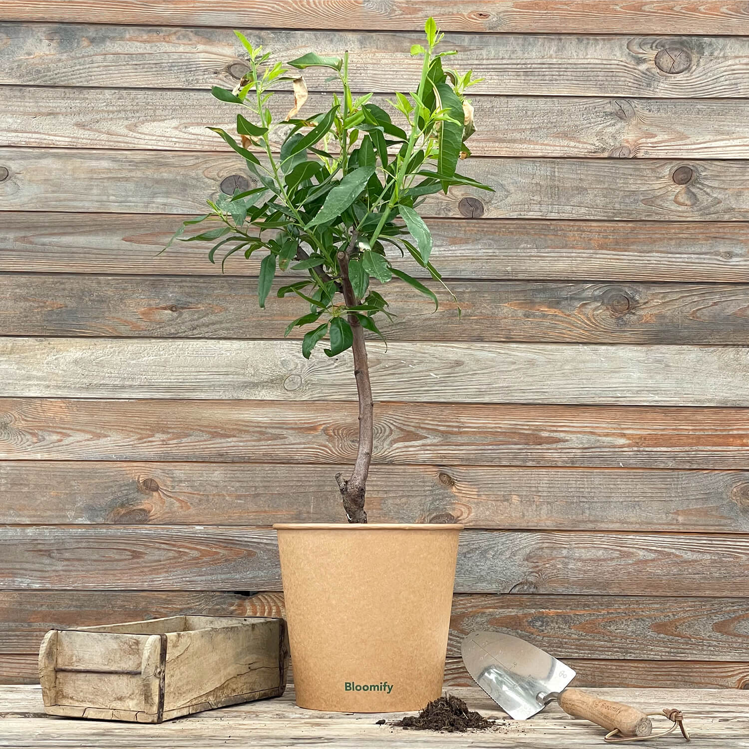 (B-Qualität) Mandelbaum "Manolo"