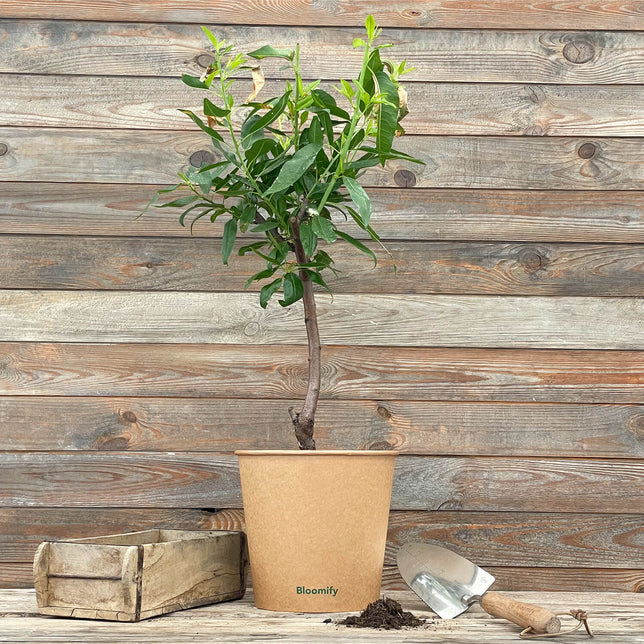 (B-Qualität) Mandelbaum "Manolo"