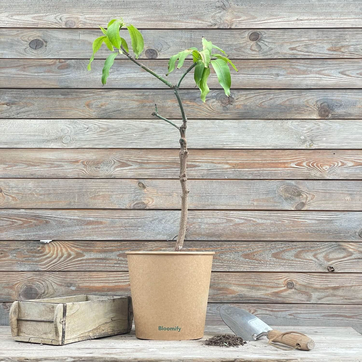 (B-Qualität) Mangobaum "Marta"
