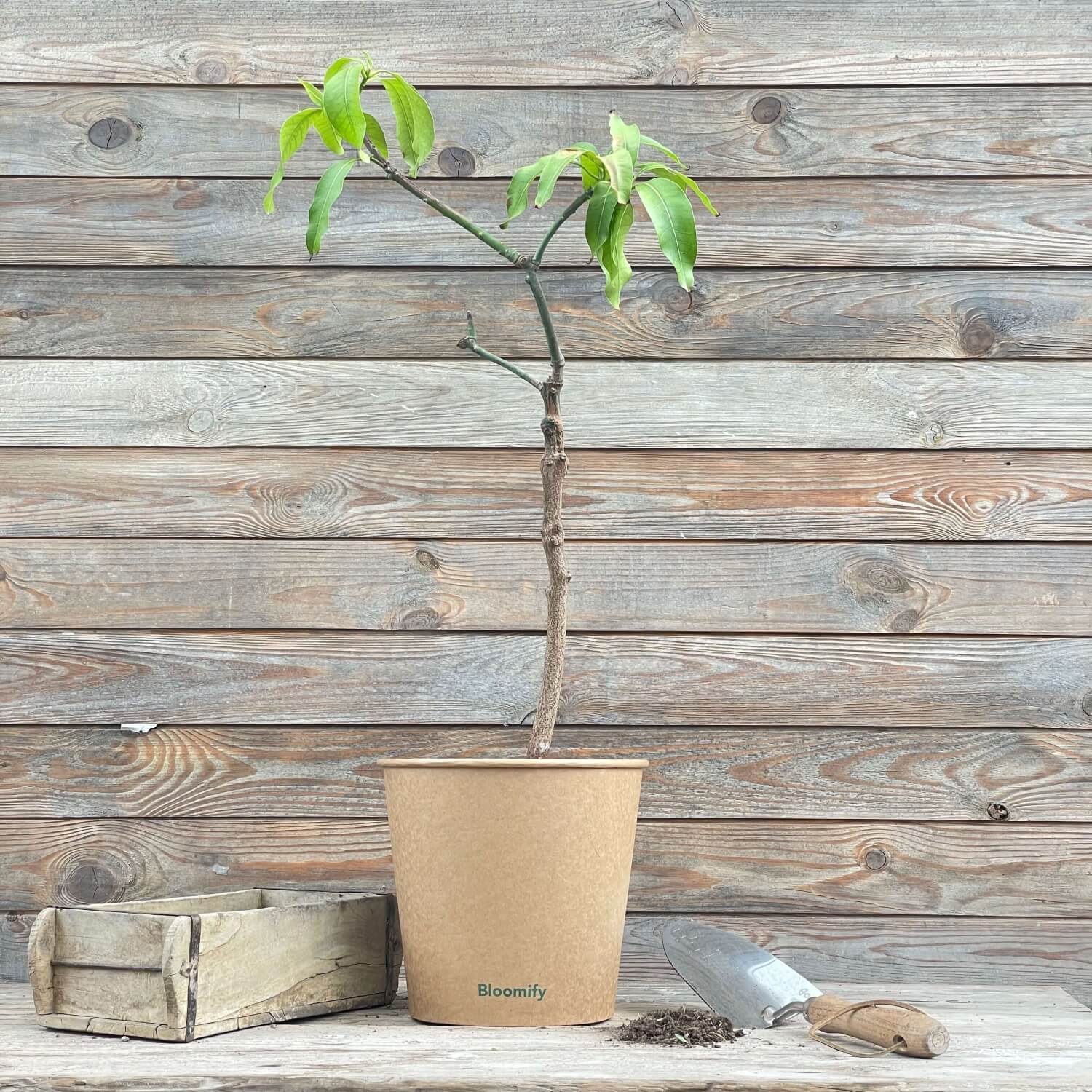 (B-Qualität) Mangobaum "Marta"