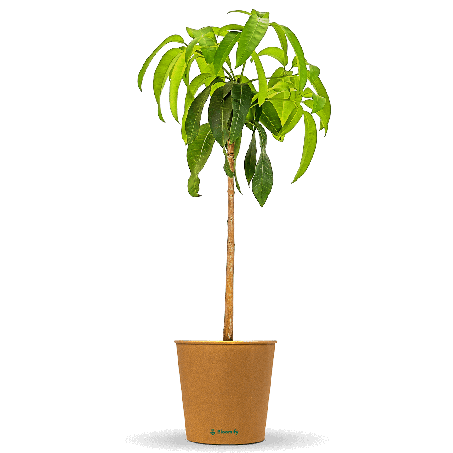 Mangobaum 