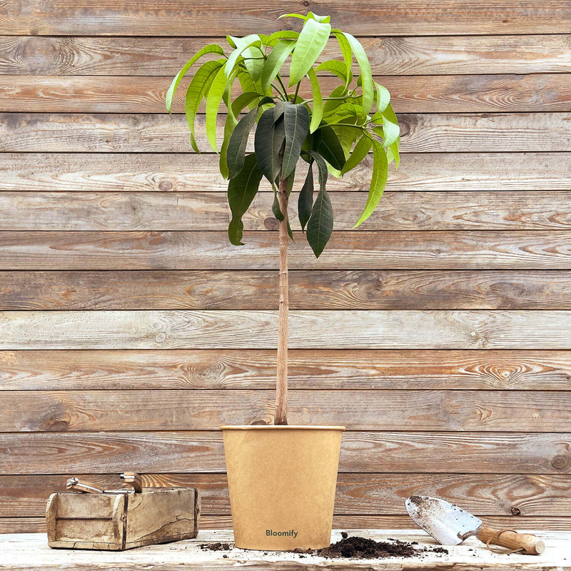 Mangobaum "Marta"