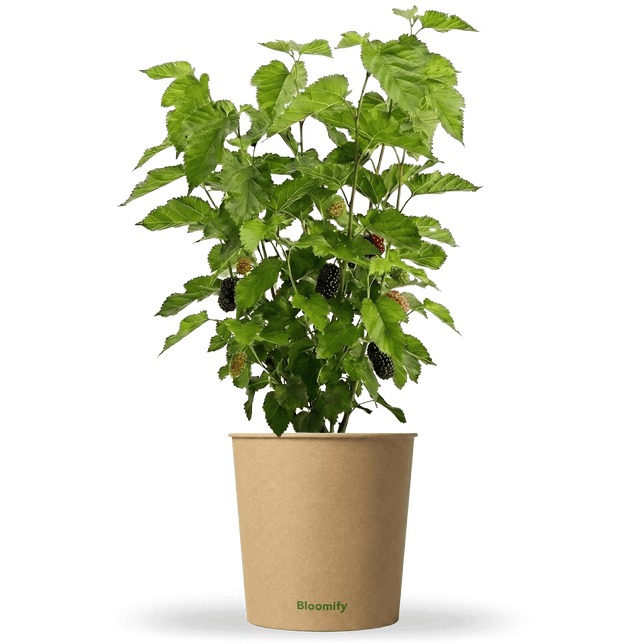 Maulbeere "Michel" (Bio)