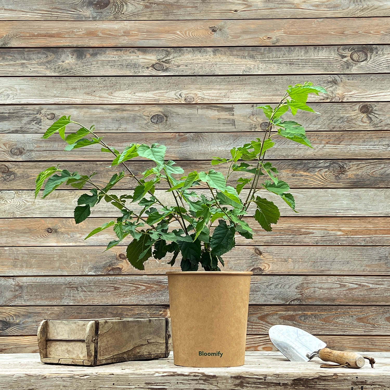 Maulbeere "Michel" (Bio)