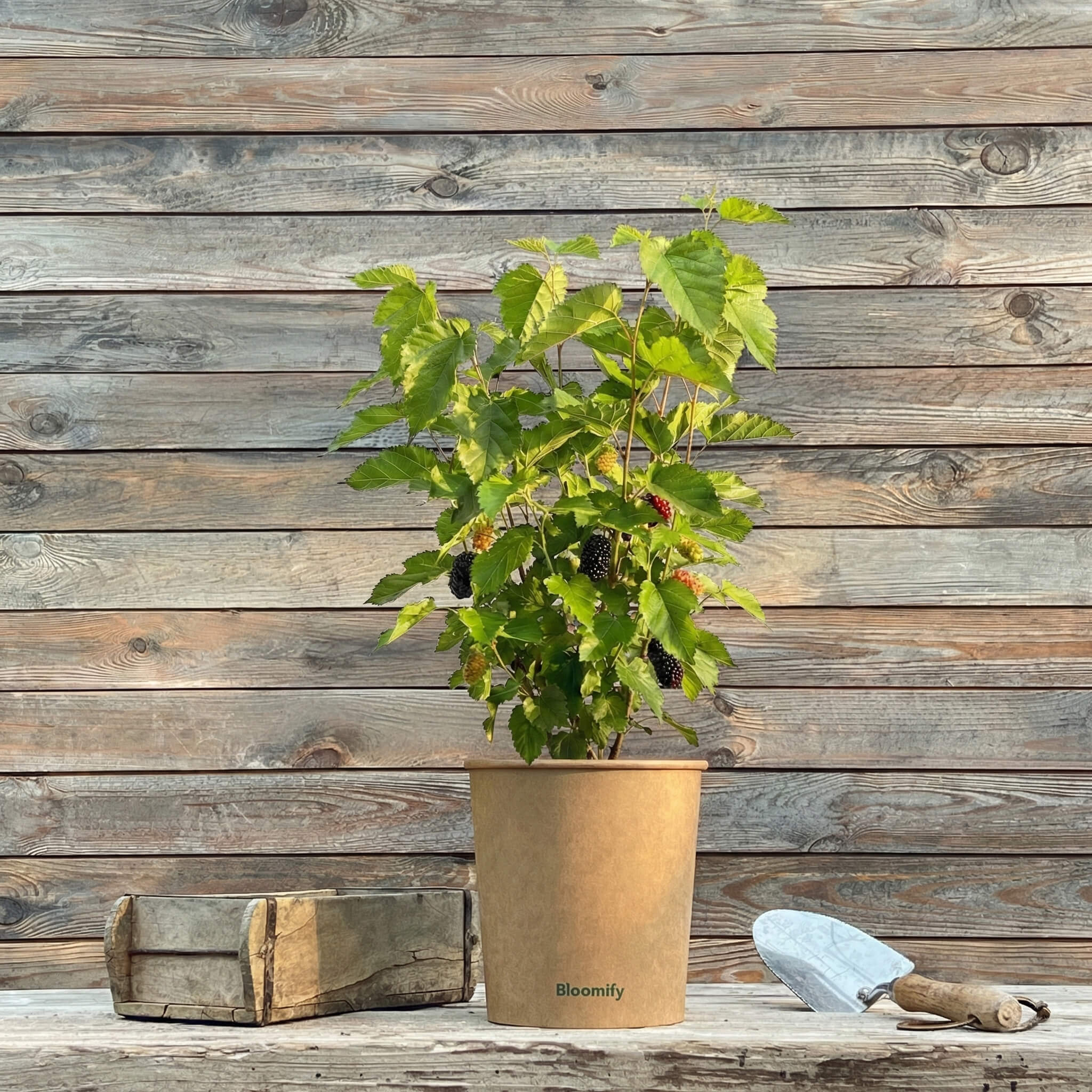 Maulbeere "Michel" (Bio)