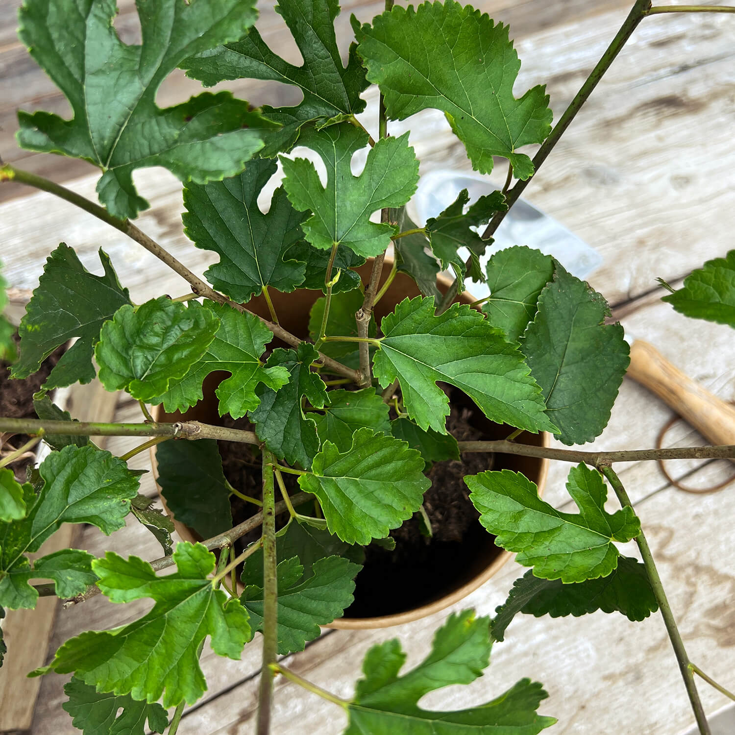 Maulbeere "Michel" (Bio)