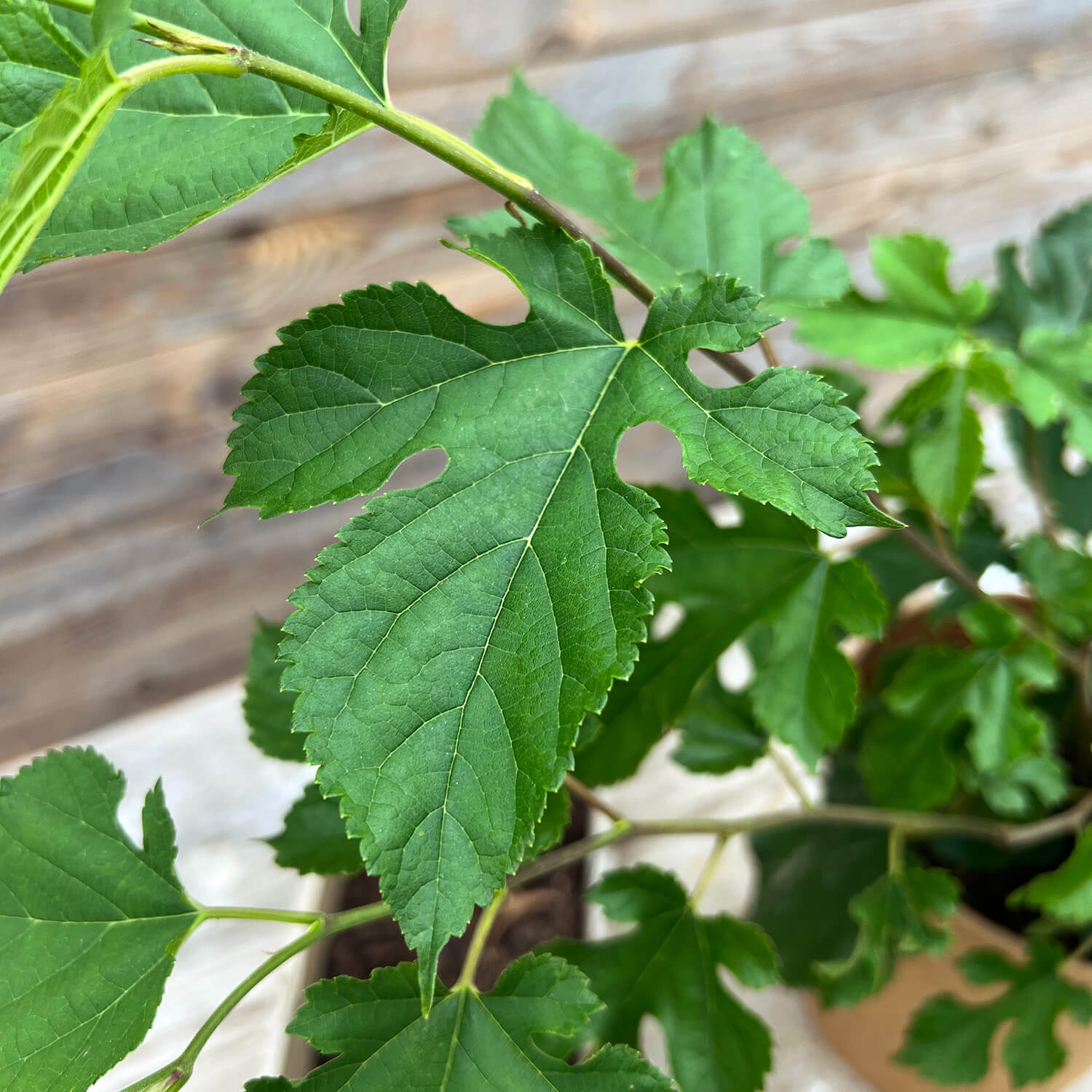 Maulbeere "Michel" (Bio)