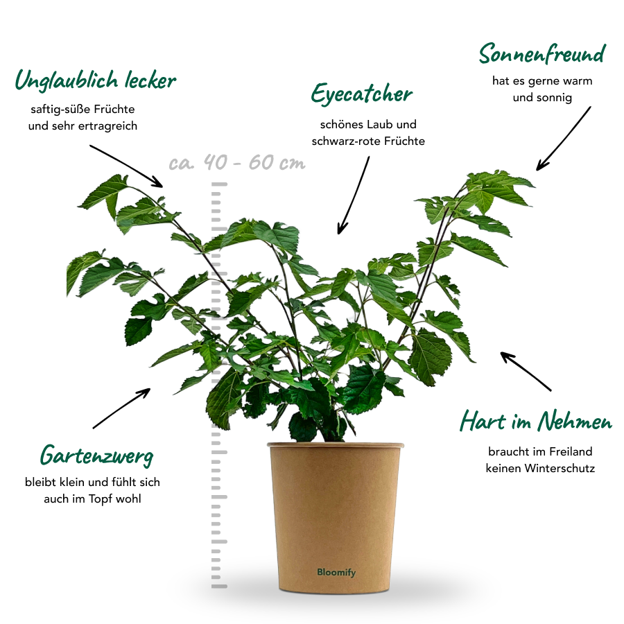 Maulbeere "Michel" (Bio)