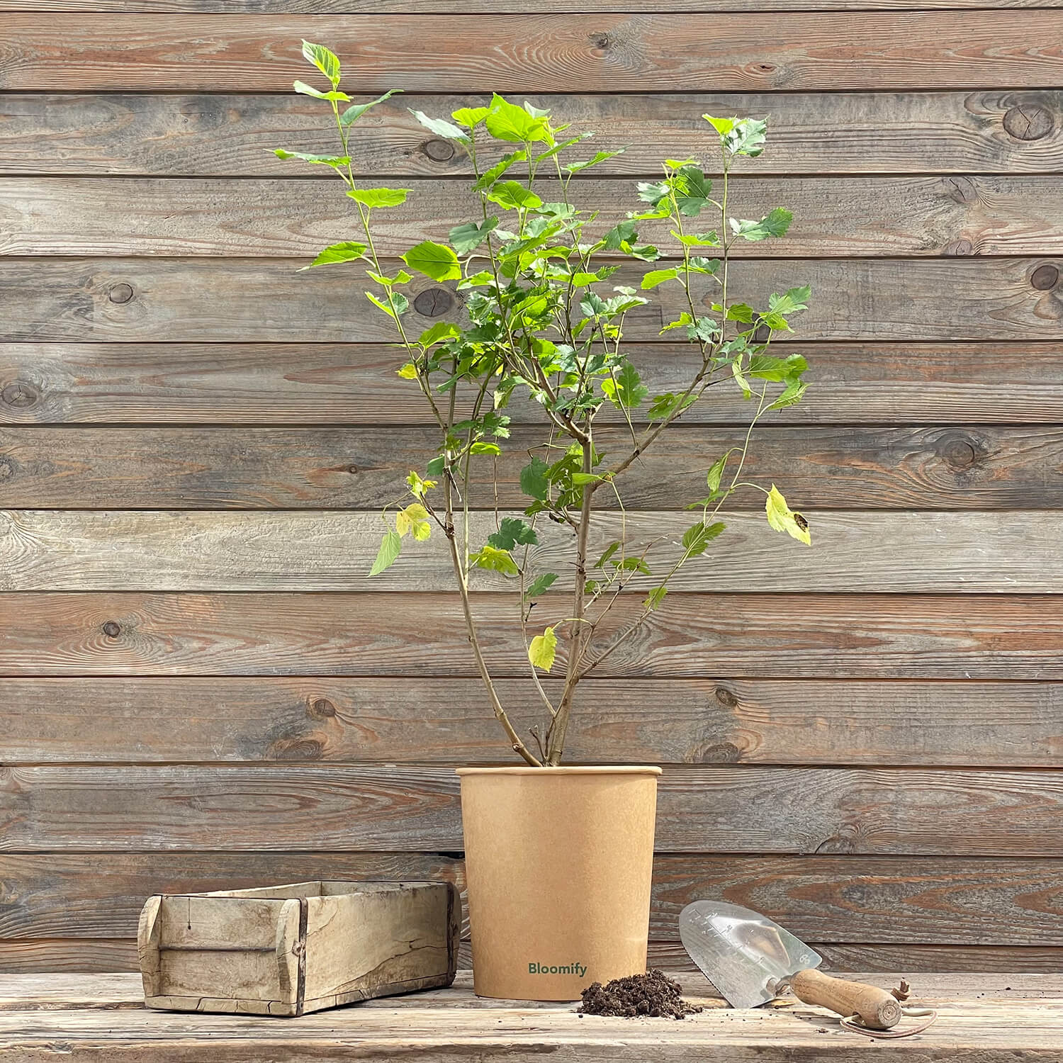 (B-Qualität) Maulbeere "Michel" (Bio)