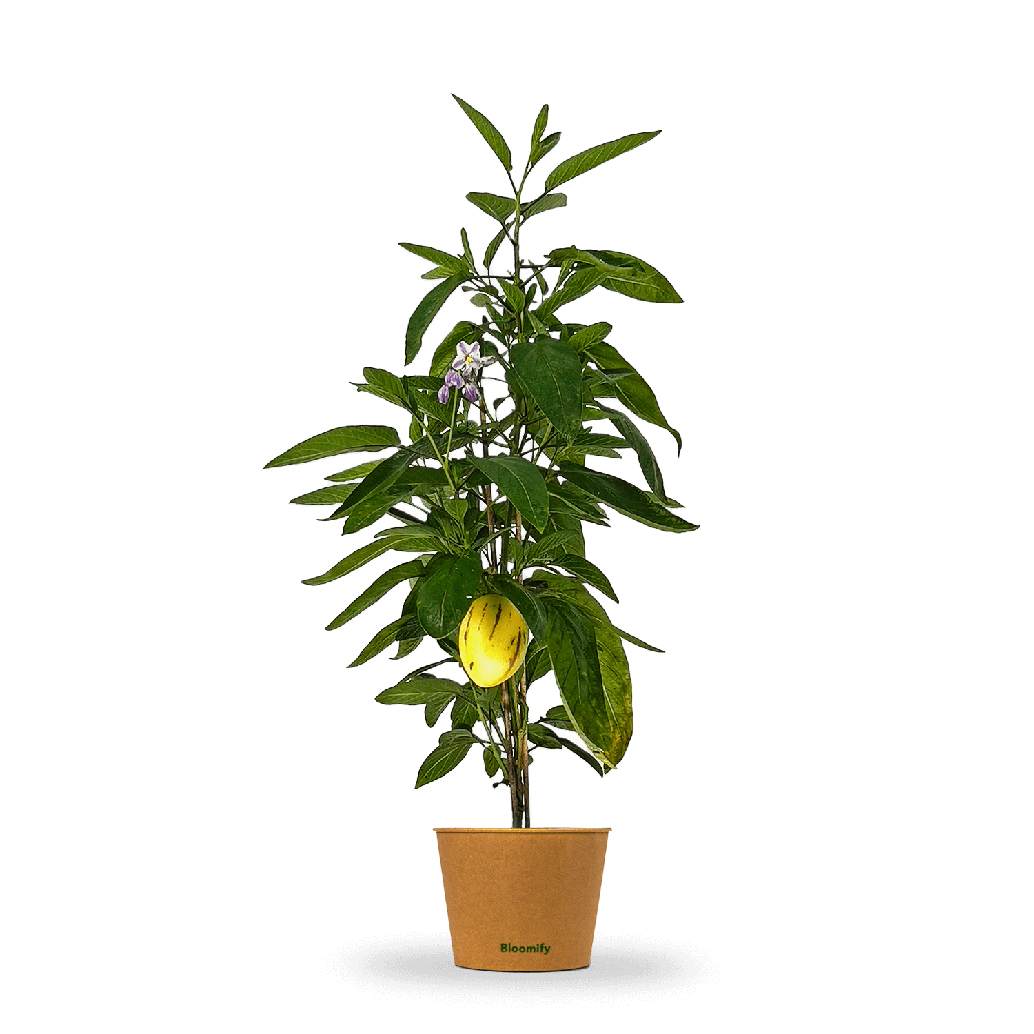 Melonenbirne 
