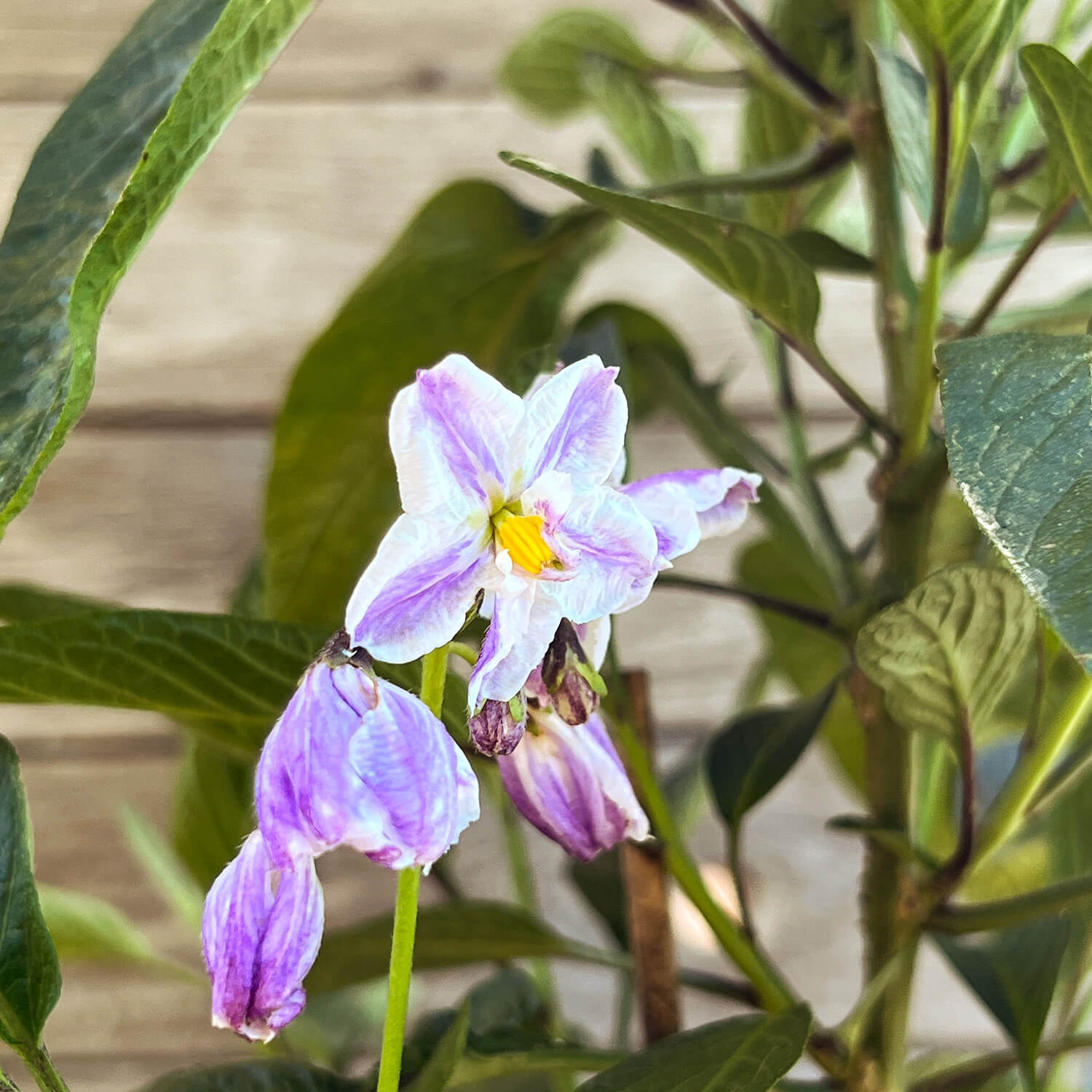 Melonenbirne "Melanie"