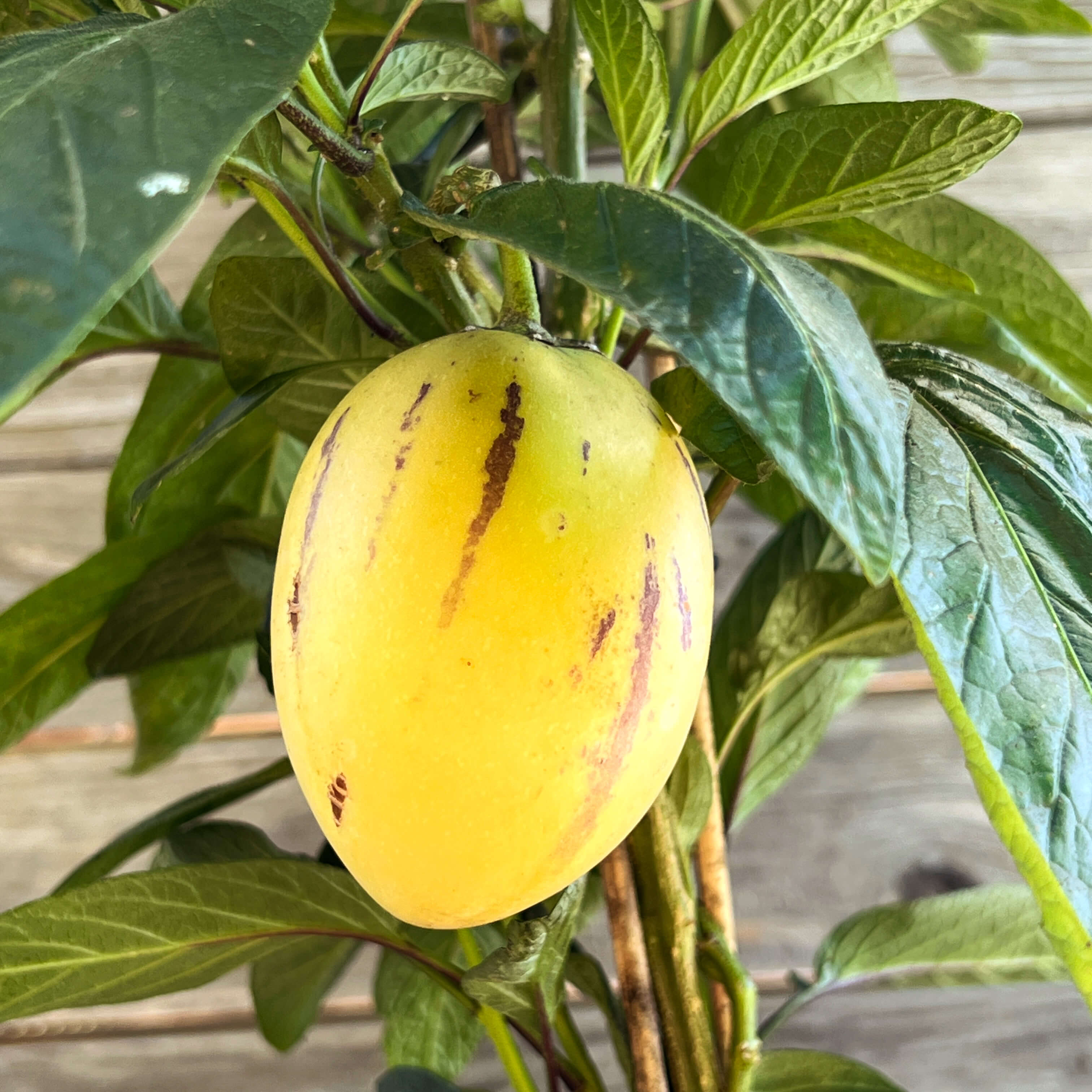 Melonenbirne "Melanie"