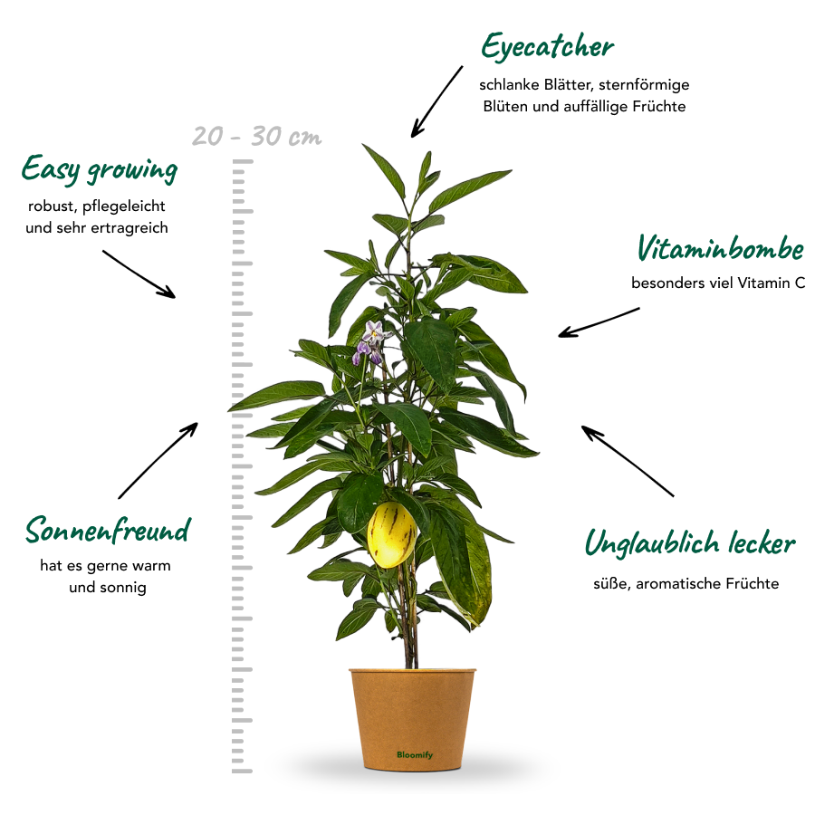 Melonenbirne "Melanie"