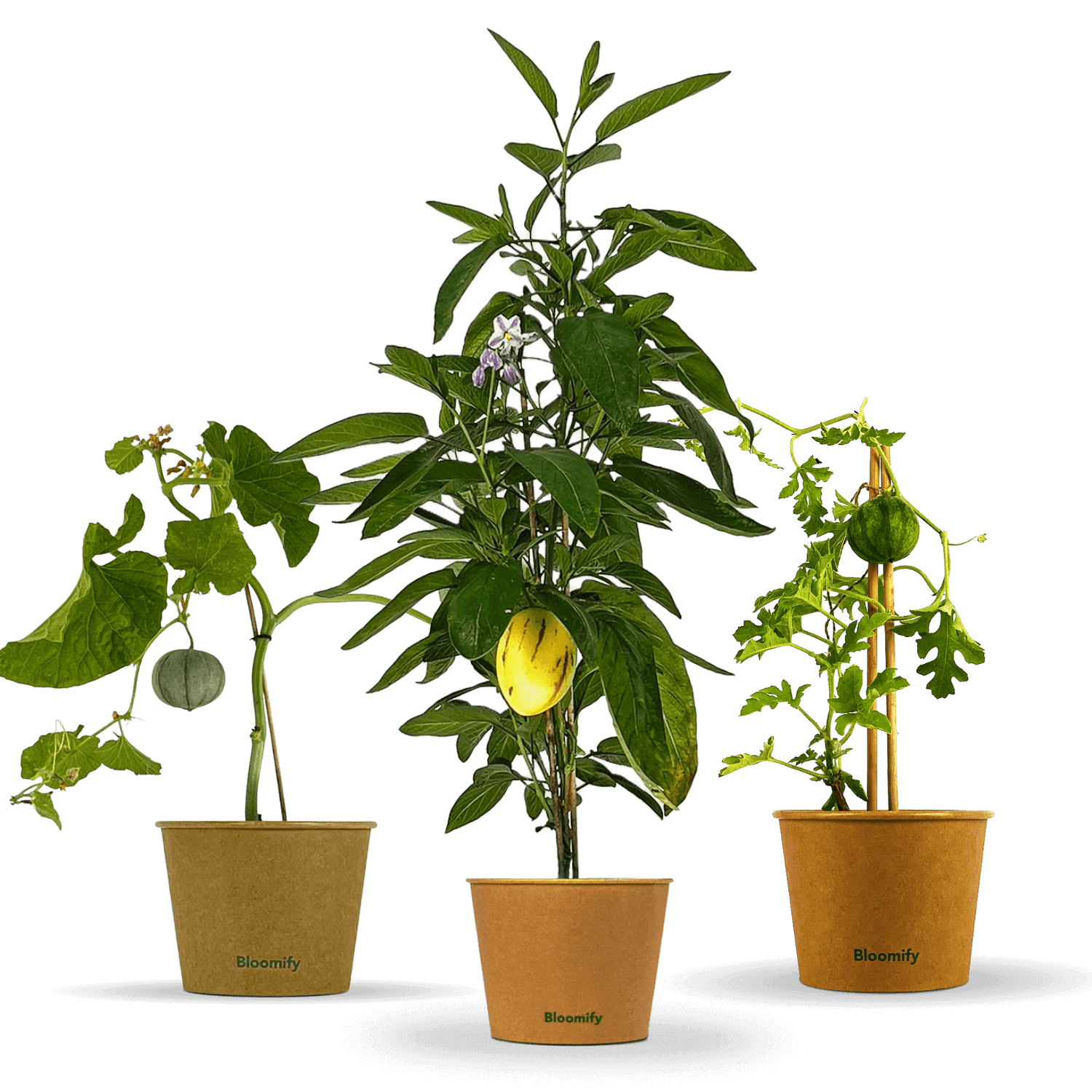 Melonentrio "Melony"