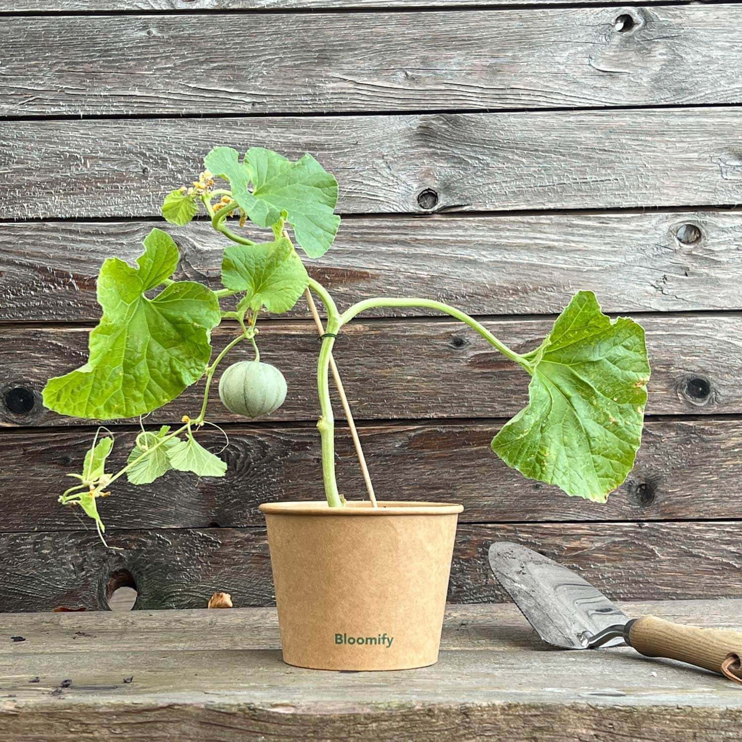 Melonentrio "Melony"