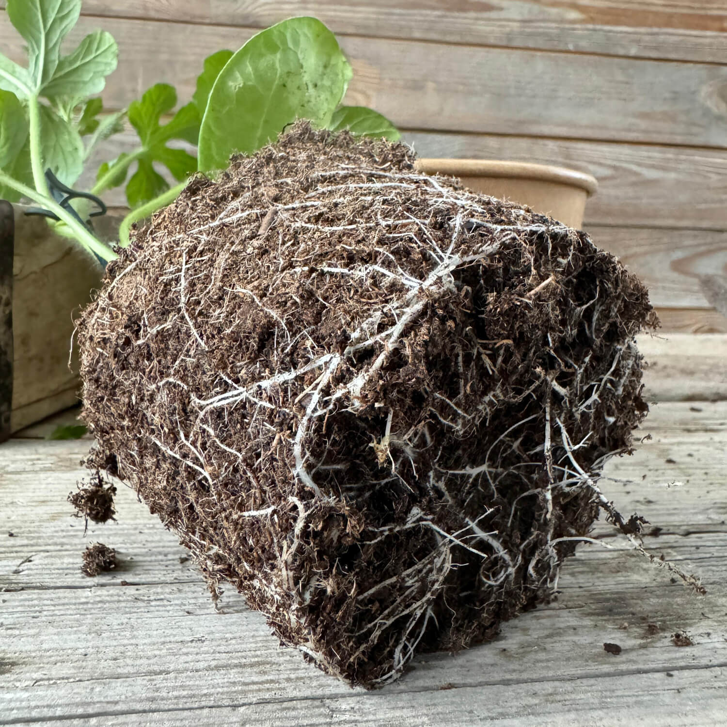 Melonentrio "Melony"